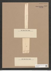 Synedra ulna (Nitzsch) Ehr. (de-Toni-Nr.: Genus 66, Species 2584) Zeichnungen Sammlung Grunow Nr. 5194 (NHMW-BOT-W0373554)